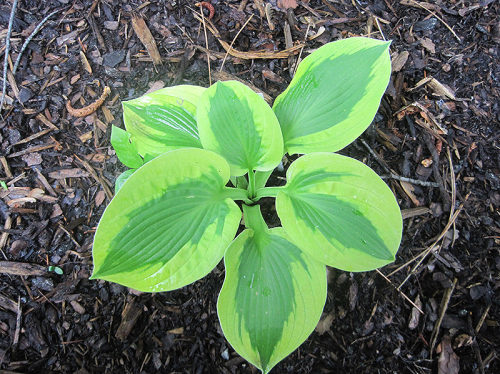 Hosta Tropicana