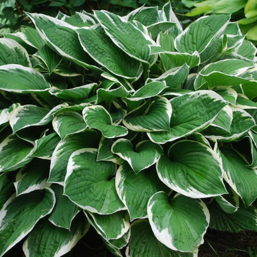 Hosta Moerheim