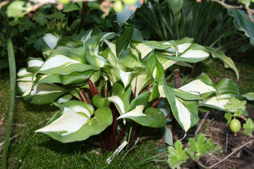 +Hosta Raspberry Sundae