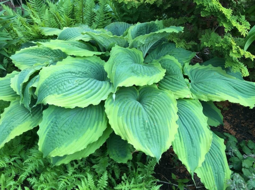 +Hosta Spartacus