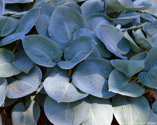 Hosta Blue Vision