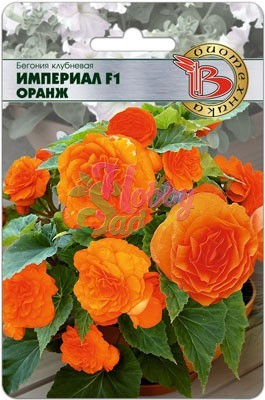 Цветы Бегония Империал F1 Оранж клубневая (10 шт) Биотехника
