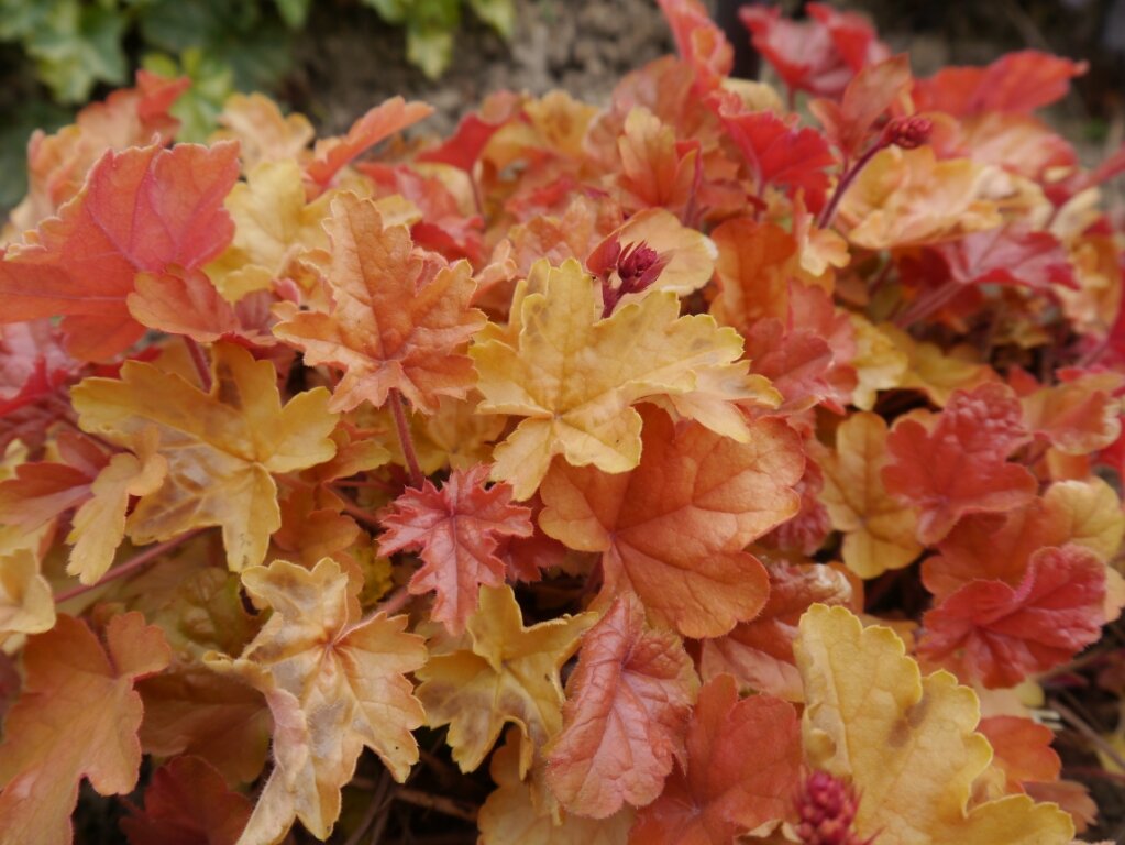 Гейхера Heuchera Mango