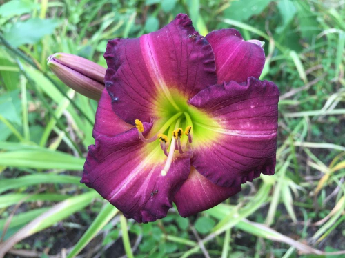 +Hemerocallis (Лилейник) Siloam Royal Prince