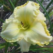 +Hemerocallis (Лилейник) Big Blonde