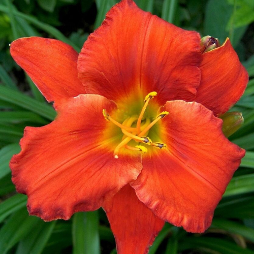 Hemerocallis (Лилейник) Amadeus