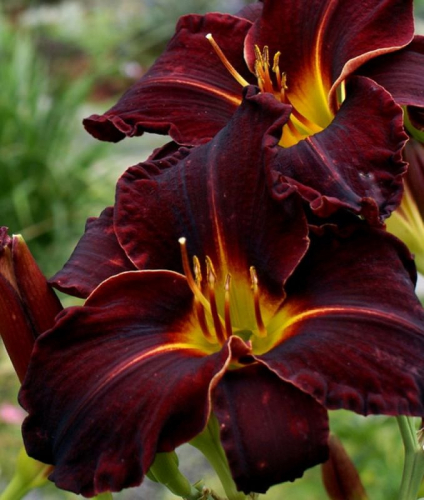 +Hemerocallis (Лилейник) Ed Murray