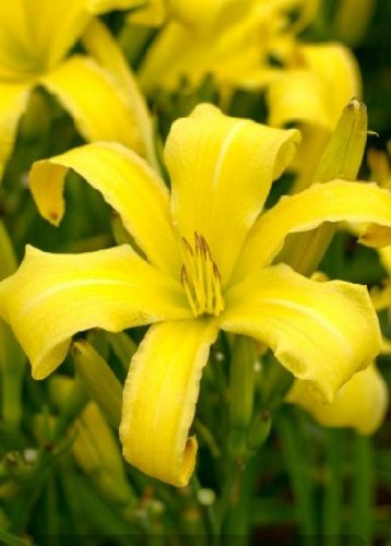 Hemerocallis (Лилейник) Lemon Madeline