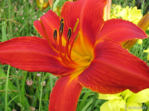 +Hemerocallis (Лилейник) Campfire Embers