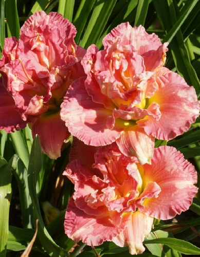 +Hemerocallis (Лилейник) Siloam Olin Frazier