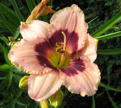 Hemerocallis (Лилейник) Wineberry Candy