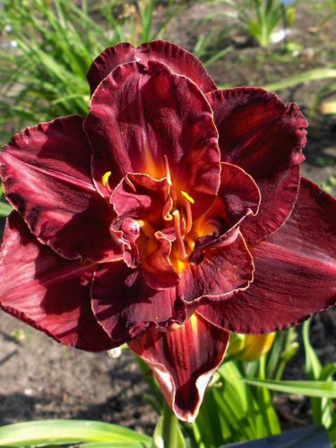 +Hemerocallis (Лилейник) Burgundy Love