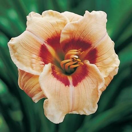 +Hemerocallis (Лилейник) Siloam Dream Baby