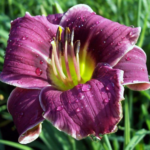 +Hemerocallis (Лилейник) Little Missy