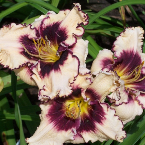 Hemerocallis (Лилейник) Sabine Baur