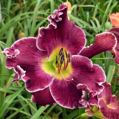 +Hemerocallis (Лилейник) Excellent