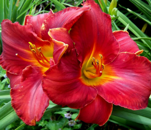 Hemerocallis (Лилейник) Amadeus