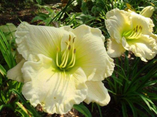 +Hemerocallis (Лилейник) Cool It