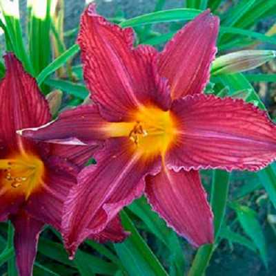 Hemerocallis (Лилейник) Bourbon Kings