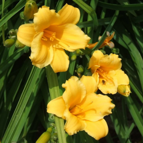 Hemerocallis (Лилейник) Mini Stella