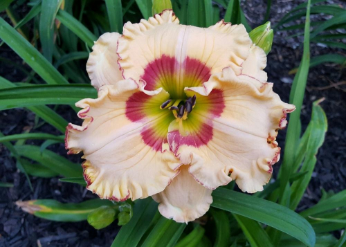 Hemerocallis (Лилейник) Spacecoast Sweet Eye