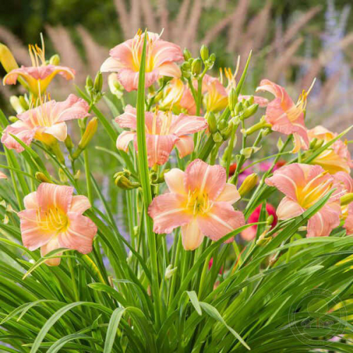 Hemerocallis (Лилейник) EveryDaylily™ Pink Cream®