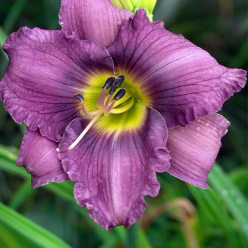 Hemerocallis (Лилейник) Unchartered Waters