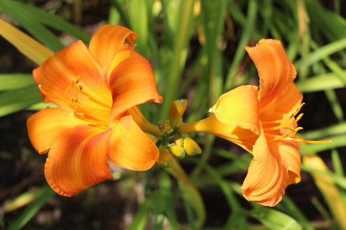 +Hemerocallis (Лилейник) Tuscawilla Tigress