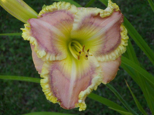 Hemerocallis (Лилейник) Soft Secrets