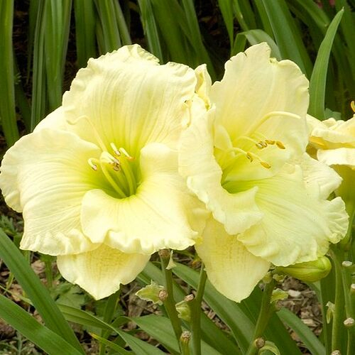 +Hemerocallis (Лилейник) Cool It