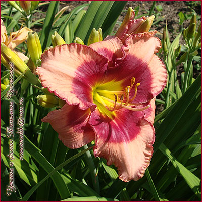 Hemerocallis (Лилейник) Dan Mahony