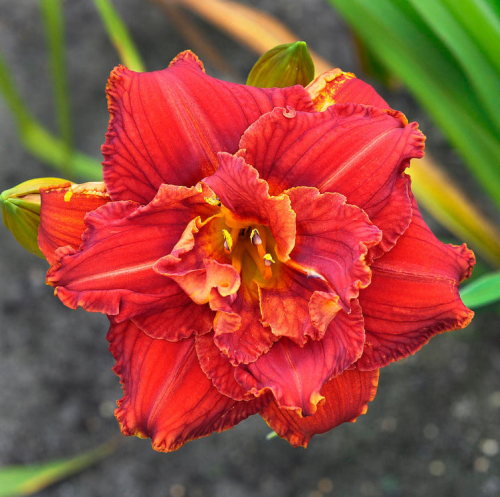 Hemerocallis (Лилейник) Paprika Flame