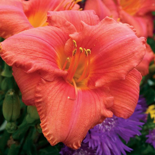 +Hemerocallis (Лилейник) South Street