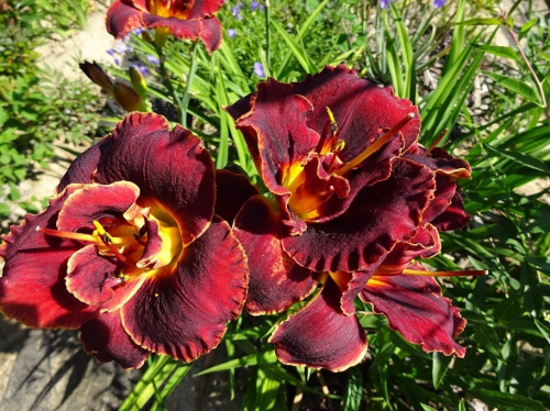 +Hemerocallis (Лилейник) Night Embers