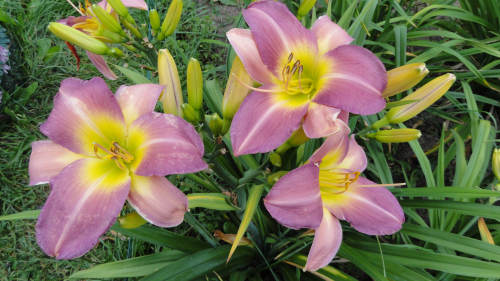 +Hemerocallis (Лилейник) Nile Crane