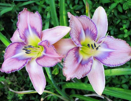 +Hemerocallis (Лилейник) Mildred Mitchell