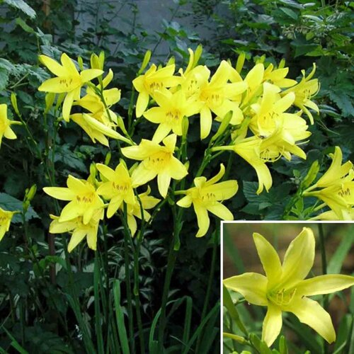 +Hemerocallis (Лилейник) Citrina