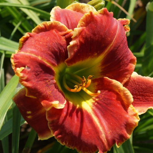 Hemerocallis (Лилейник) Fire And Fog