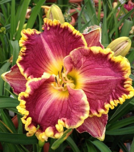 +Hemerocallis (Лилейник) Daria