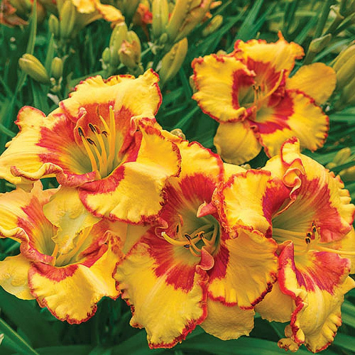 Hemerocallis (Лилейник) Irresistable Charm