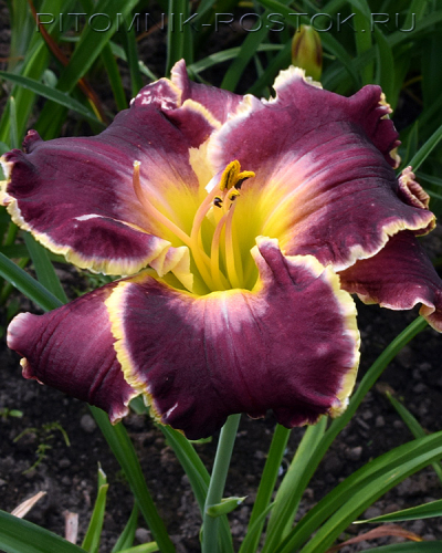 +Hemerocallis (Лилейник) Excellent