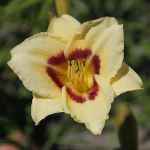 Hemerocallis (Лилейник) Longfields Angel