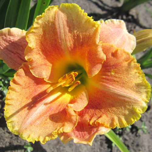 +Hemerocallis (Лилейник) Longfields Marmalade