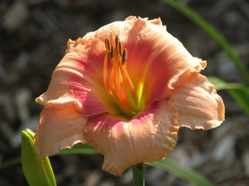 Hemerocallis (Лилейник) Sugar Sugar