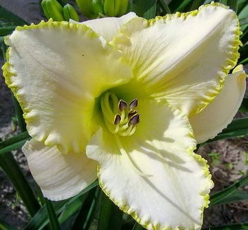 +Hemerocallis (Лилейник) Blizzard Bay