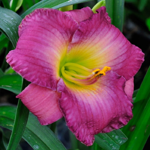 Hemerocallis (Лилейник) Moroccan Sunrise