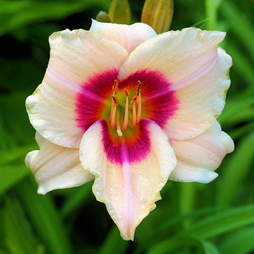 +Hemerocallis (Лилейник) Brilliant Circle