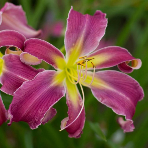 Hemerocallis (Лилейник) Exotic Spider