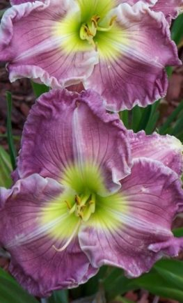 +Hemerocallis (Лилейник) Blue Sheen