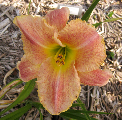 Hemerocallis (Лилейник) Gamma Quadrant